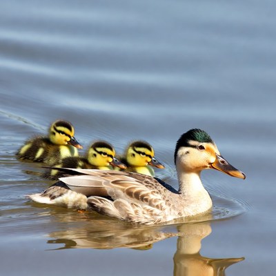 Mother duck swims with ducklings