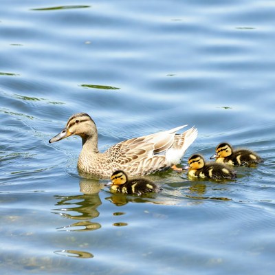 Mother duck swims with ducklings