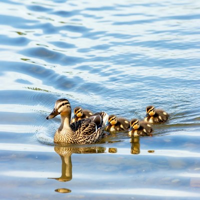 Mother duck swims with ducklings