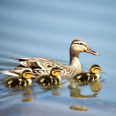 Mother duck swimming with ducklings