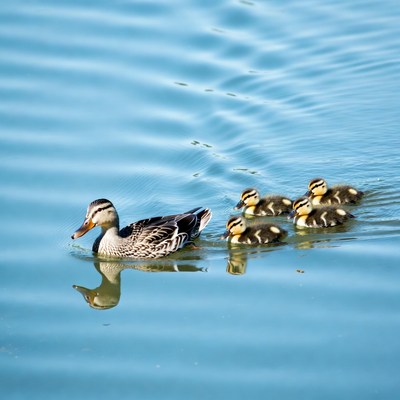 Mother duck swims with ducklings