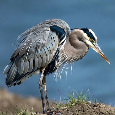 Great blue heron by the water's edge