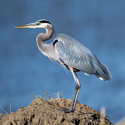 Grey heron stands near water
