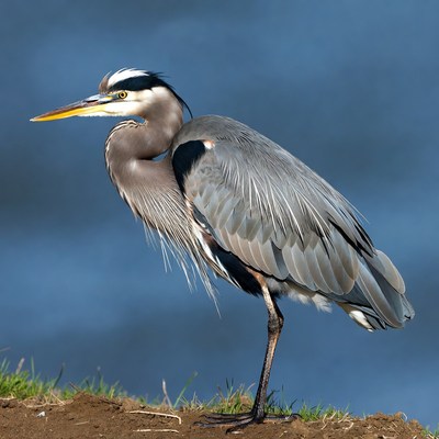 Great blue heron by the water