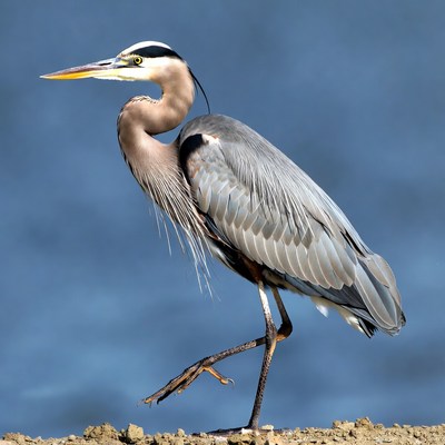 Great blue heron walks by water