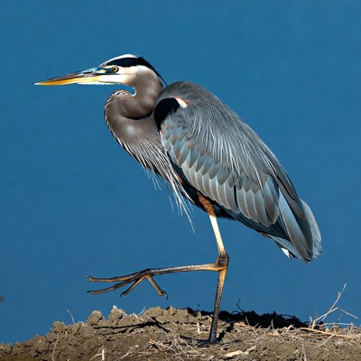 Great blue heron standing by water
