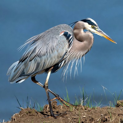 Great blue heron in natural habitat