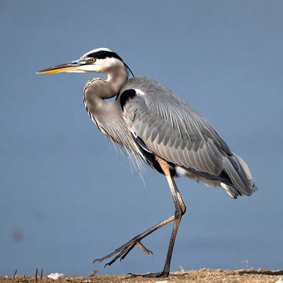Great blue heron by the water