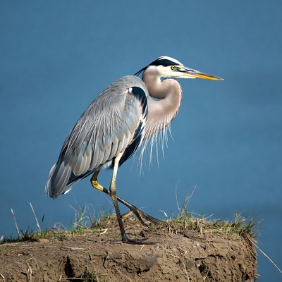 Great blue heron by the water