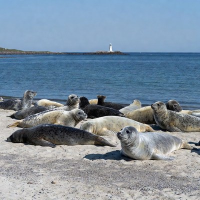 Seals resting on sandy beach