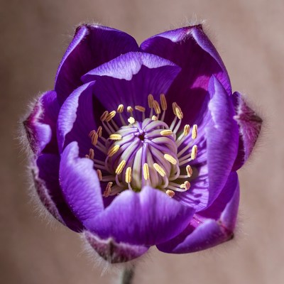 Close-up view of a purple flower