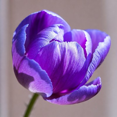 Purple tulip in sunlight on a warm day