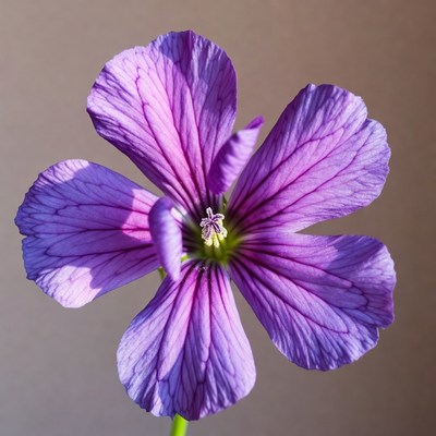 Flower in bright purple color