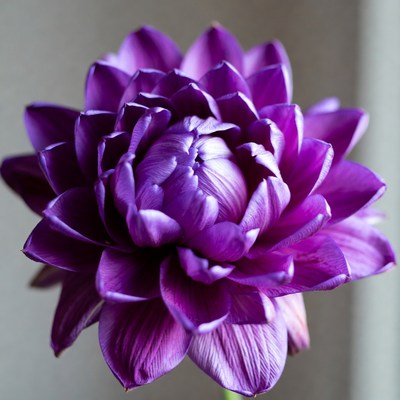 Purple flower with many petals