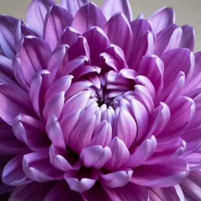 Colorful flower with layered petals