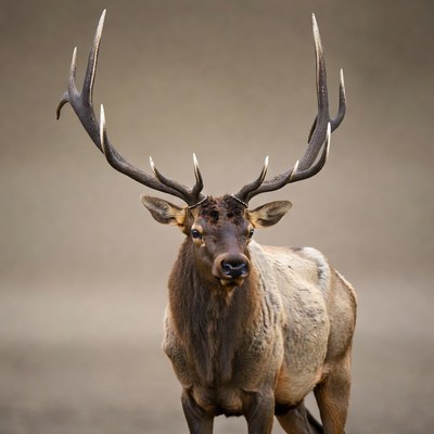 Wild elk in natural habitat