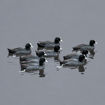 Ducks swimming in calm water