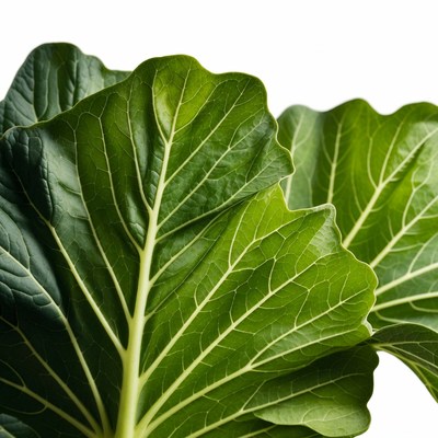 Healthy collard green leaves on white background