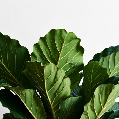 Fiddle leaf fig plant close-up