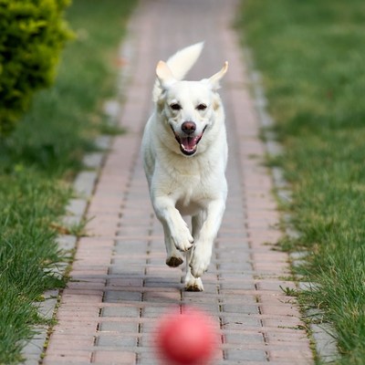 Dog runs after red ball