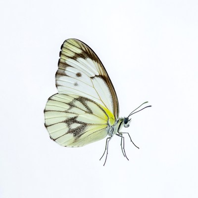 Butterfly in flight with white background