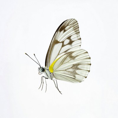 Butterfly with yellow markings on wings