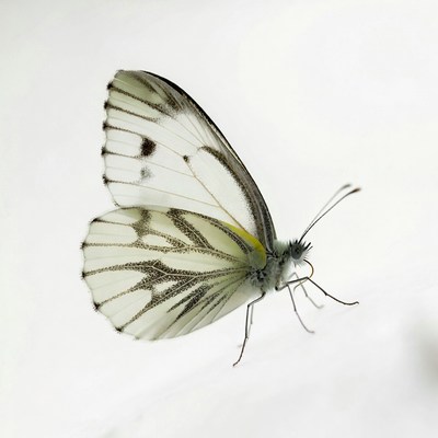 Butterfly on a light background