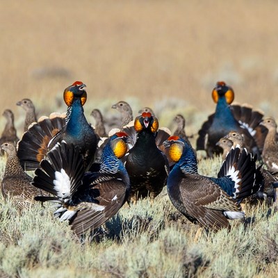 Birds gathered in open field