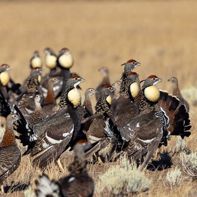 Birds gathered in open field