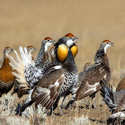 Courtship display of birds in grassland