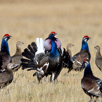 Birds displaying on open land