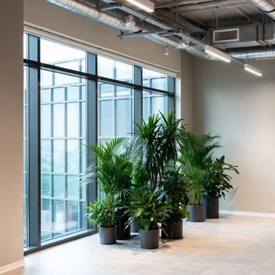 Indoor plants near large windows