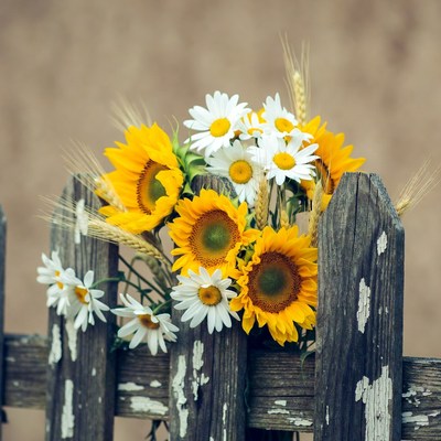 Sunflowers and daisies on a fence