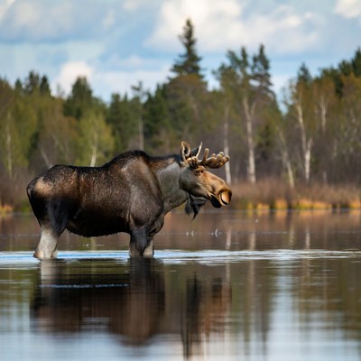 Moose standing in water at lake