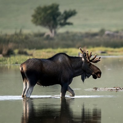 Moose wading through water in the wild