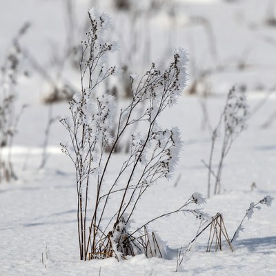 Winter plants in snowy field