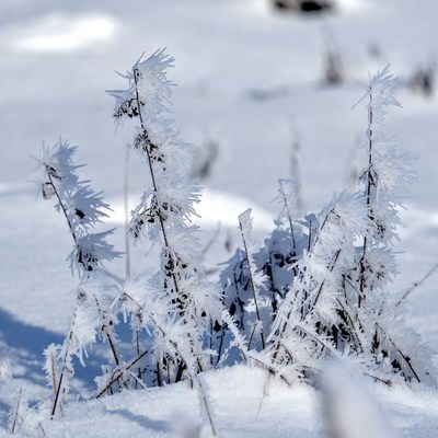 Frost-covered grass in winter