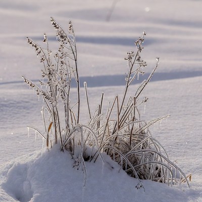 Frost on grass in winter landscape