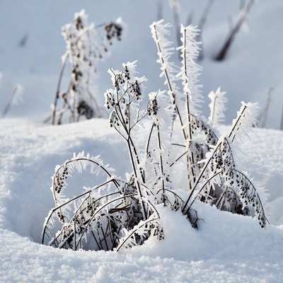 Frost on winter plants in snow