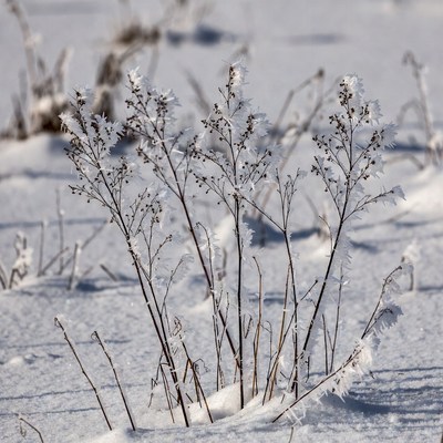 Frosted plants in winter landscape