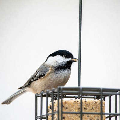 Bird eating at the feeder