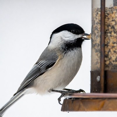 Bird feeding at winter feeder