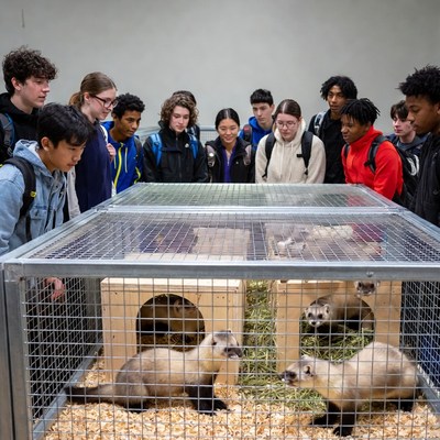 Students observe ferrets in enclosure