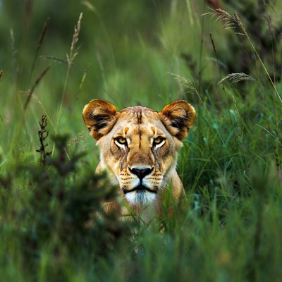 Lioness resting in tall grass