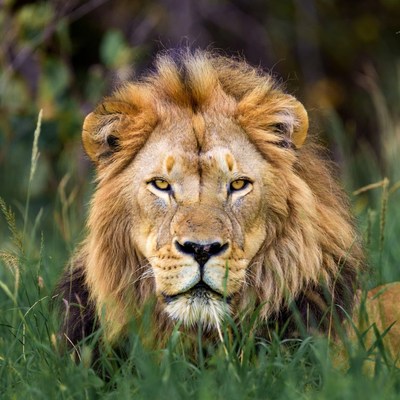 Lion resting in tall grass
