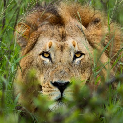 Lion sits in tall grass observing prey