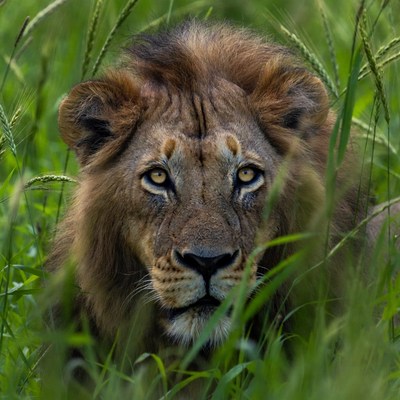 Lion hidden in tall grass