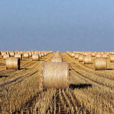 Bales arranged in a field