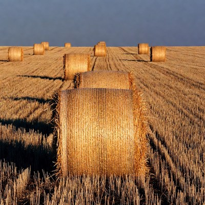Bales of hay in a field