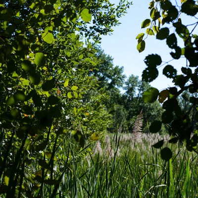 Greenery frames open field view